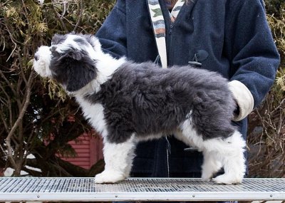 FrankiePups2351.jpg