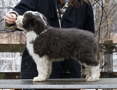 FrankiePups2316.jpg