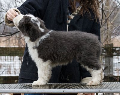 FrankiePups2317.jpg
