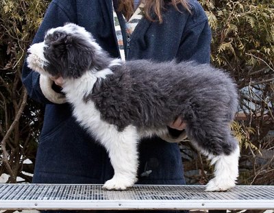 FrankiePups2353.jpg