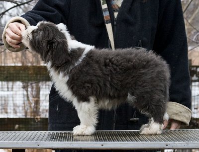 FrankiePups2318.jpg