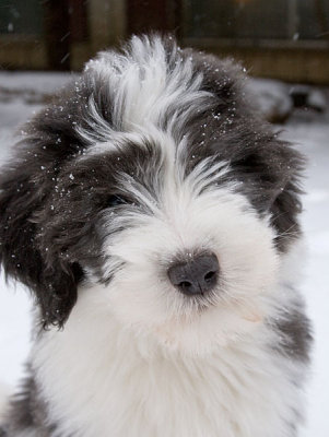 FrankiePups2539.jpg