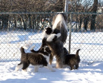 FrankiePups2548.jpg
