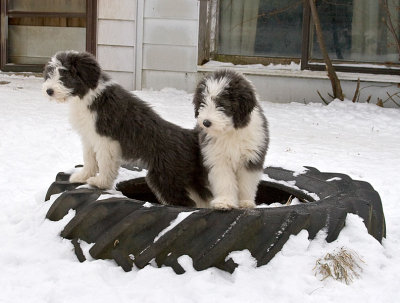 FrankiePups2551.jpg