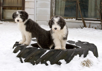 FrankiePups2552.jpg