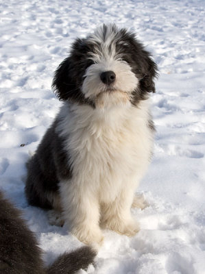 FrankiePups2556.jpg