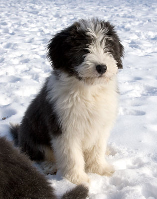 FrankiePups2557.jpg