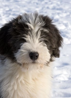 FrankiePups2558.jpg
