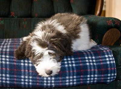 FrankiePups2559.jpg