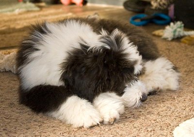 FrankiePups2561.jpg