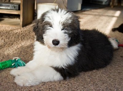 FrankiePups2562.jpg