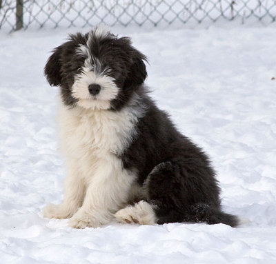 FrankiePups2563.jpg