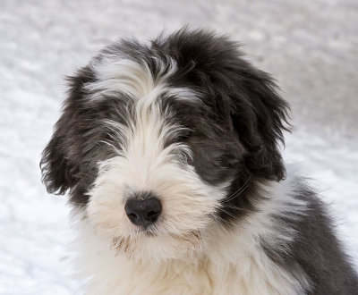 FrankiePups2564.jpg