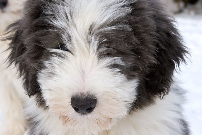 FrankiePups2565.jpg