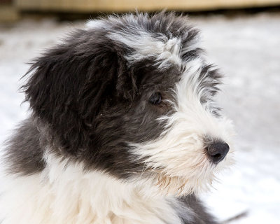FrankiePups2566.jpg