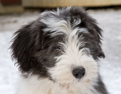 FrankiePups2567.jpg