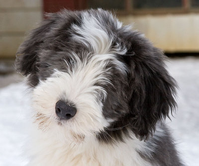 FrankiePups2569.jpg