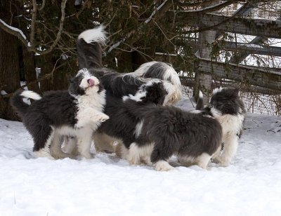 FrankiePups2573.jpg