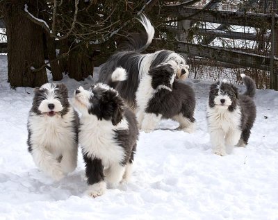 FrankiePups2574.jpg