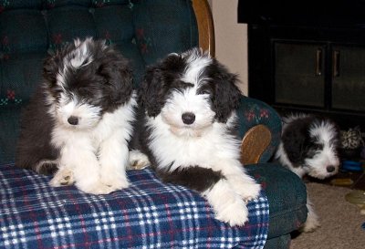 FrankiePups2588.jpg