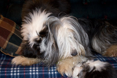 FrankiePups2590.jpg