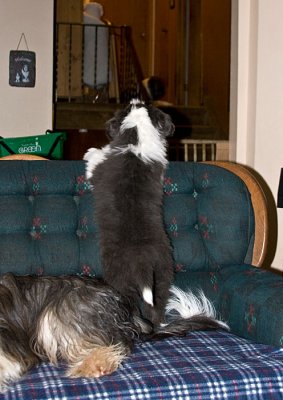 FrankiePups2592.jpg