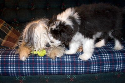 FrankiePups2593.jpg