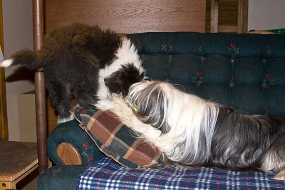 FrankiePups2594B.jpg