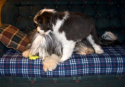 FrankiePups2596.jpg