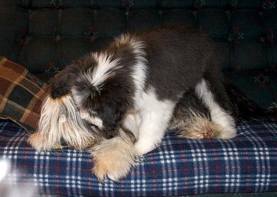 FrankiePups2597.jpg