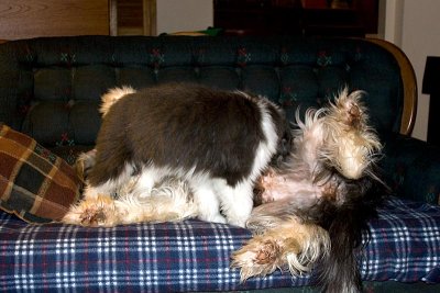 FrankiePups2598.jpg