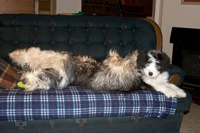 FrankiePups2601.jpg