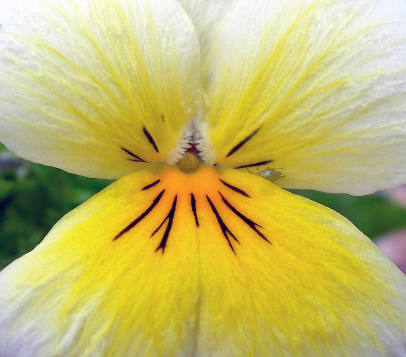 Challenge ~ Natural Colour
