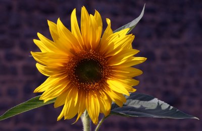 Sunday's sunflower