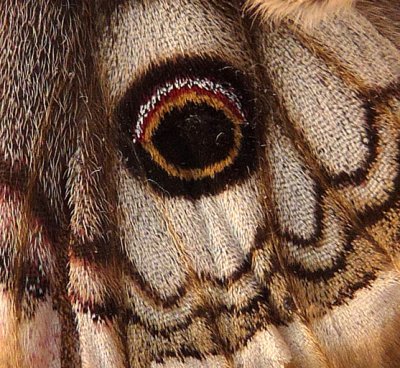 Emperor Moth