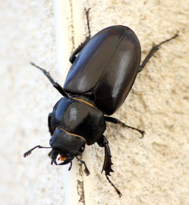 female stag beetle