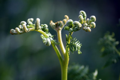 Bracken