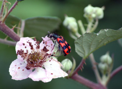 Trichodes alvearius