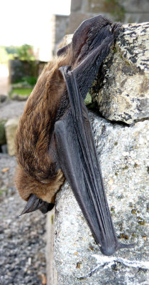 Bat view 3