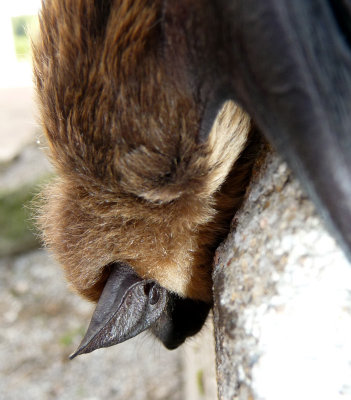 Bat view 2