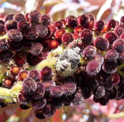 # 2 ~ Life on a Sumac