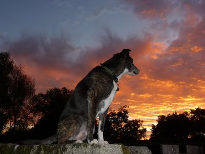 # 6a ~ Today at home with Max - straight from the camera & resized