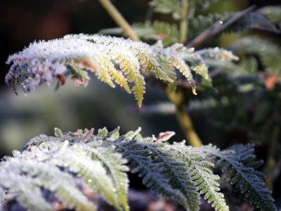 # 21 ~ Frosty Ferns