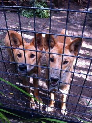 orphaned dingo pups