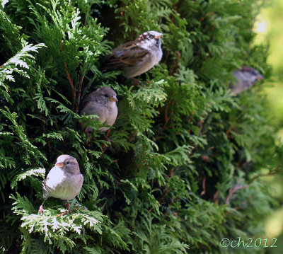 Sparrows Haiku #3