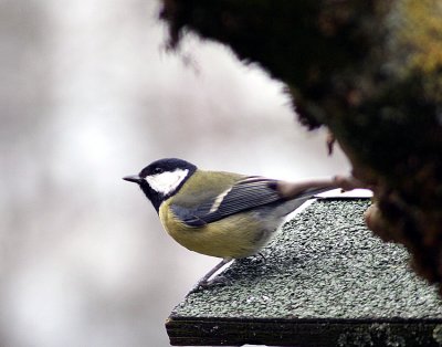 Great tit ~ Parus Major