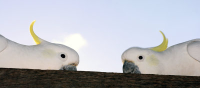 cockatoo companions