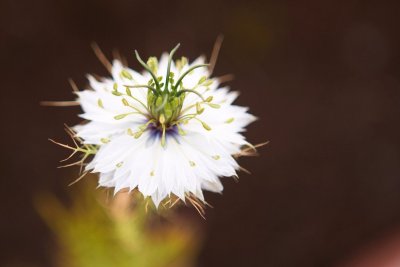 flora