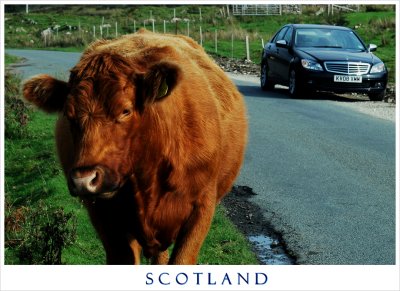 Cow and Car....