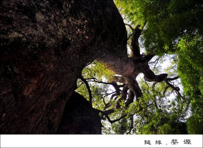 Ancient Tree _j